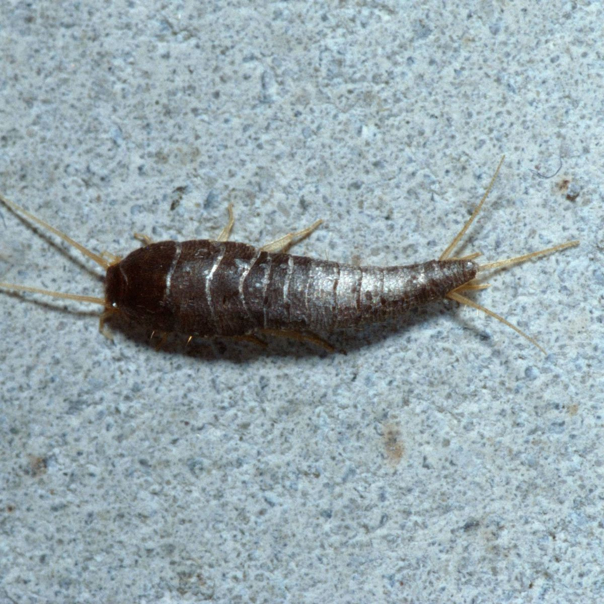 Silberfischchen: Killer Im Badezimmer - Der Spiegel inside Silberfische Badezimmer