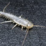 Silberfische Im Bad - Ursachen &amp; Tipps Zur Schnellen Bekämpfung inside Silberfische Badezimmer