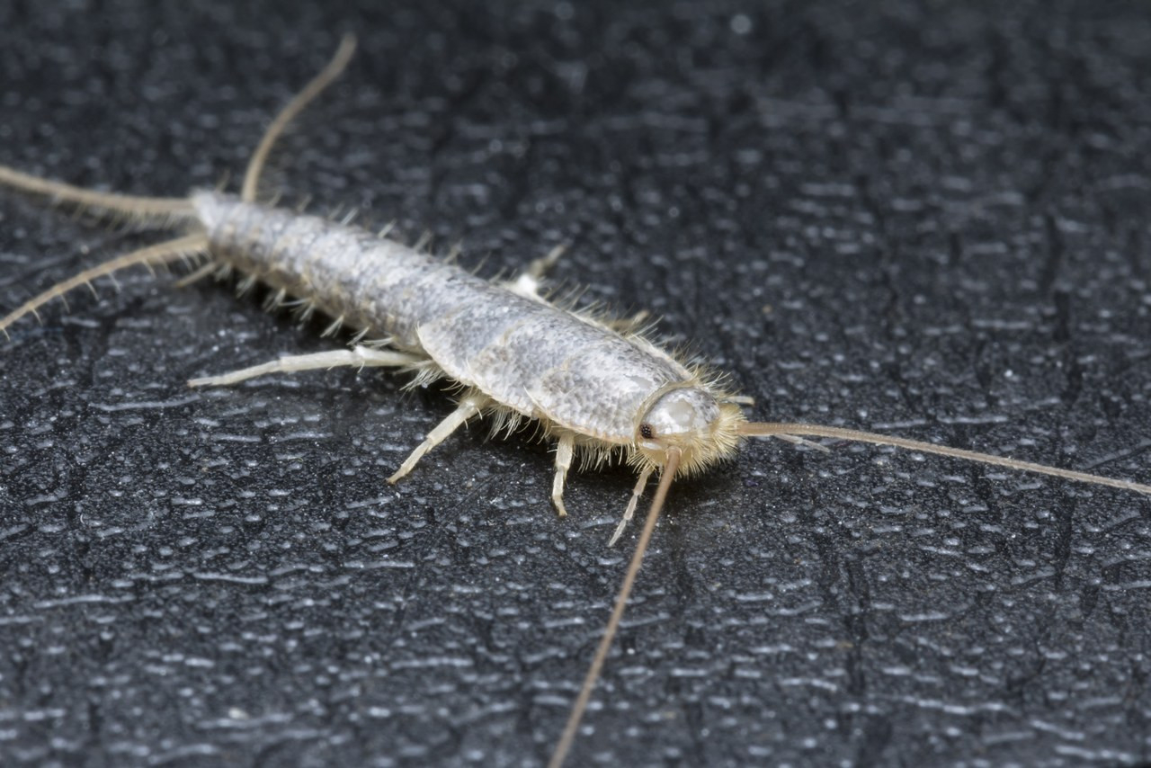 Silberfische Im Bad - Ursachen &amp; Tipps Zur Schnellen Bekämpfung inside Silberfische Badezimmer