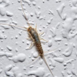Silberfische Loswerden: So Bekämpfen Sie Die Lästigen Insekten With Regard To Silberfische Badezimmer