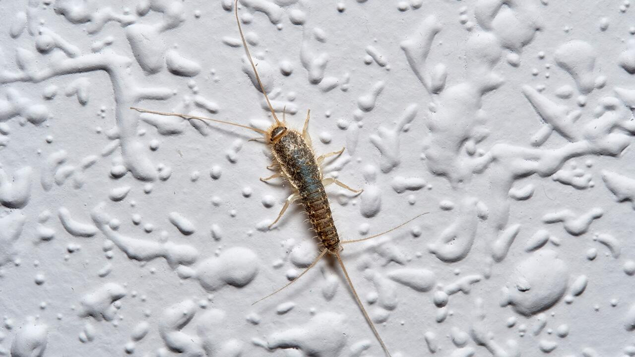Silberfische Loswerden: So Bekämpfen Sie Die Lästigen Insekten with regard to Silberfische Badezimmer
